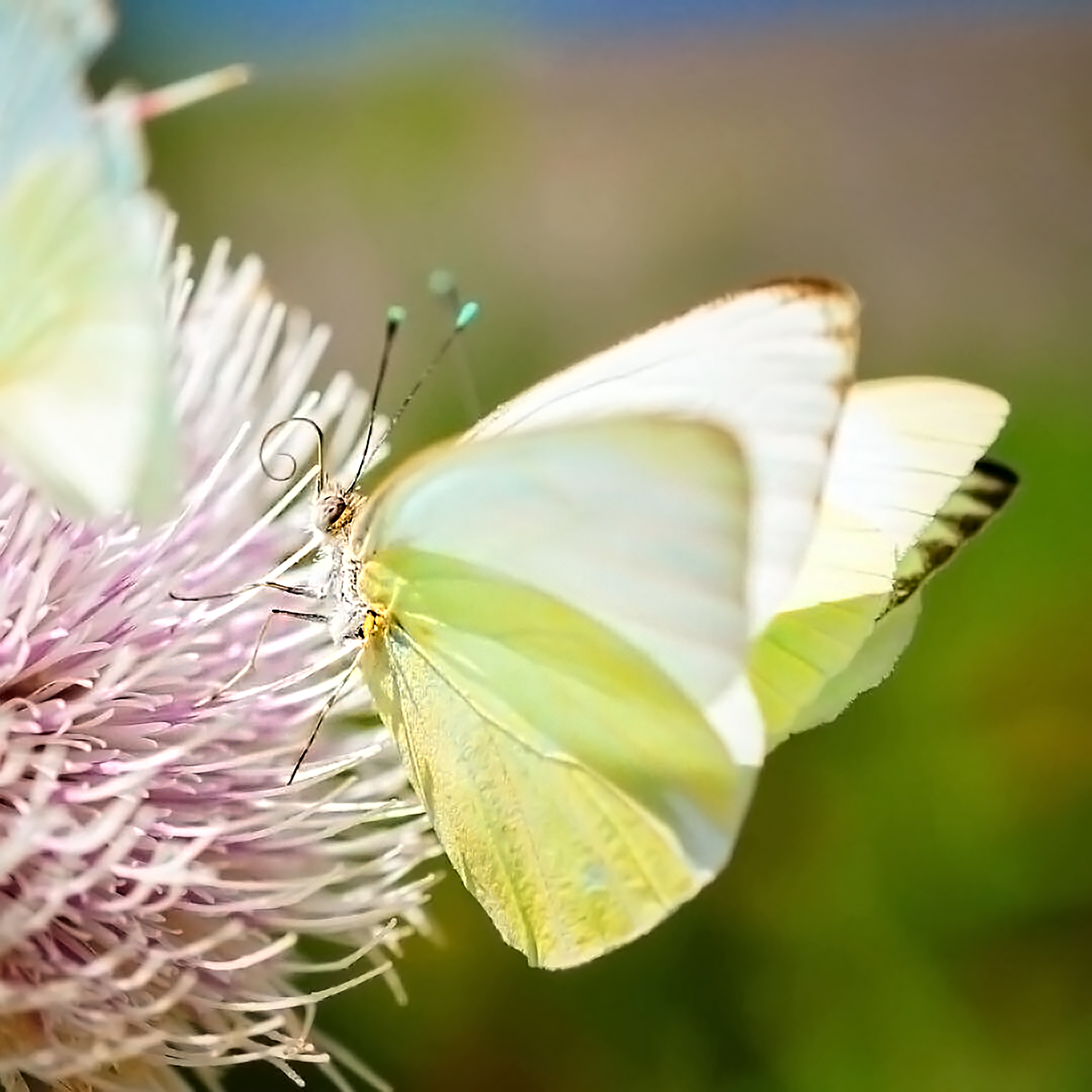 Nature Photography