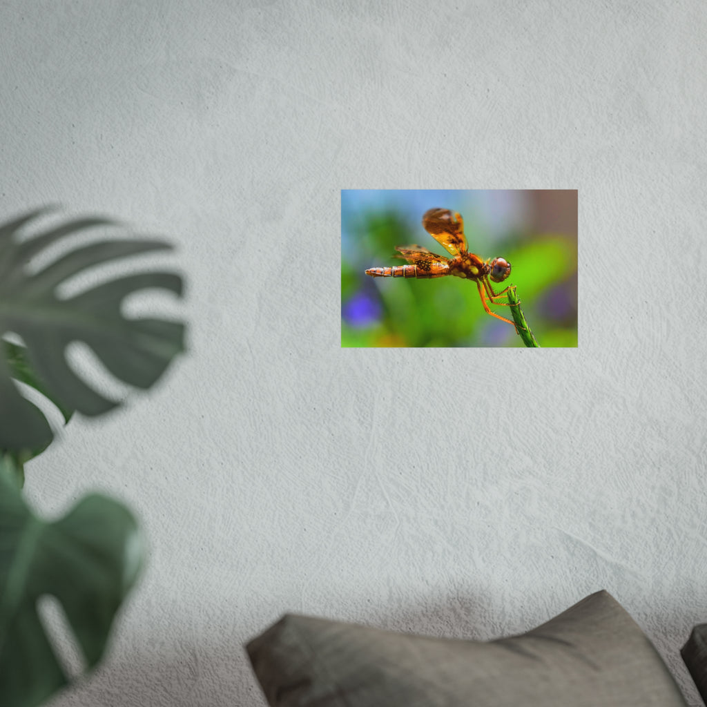 Dragonfly Fine Art Poster — Vibrant Macro Nature Wall Art