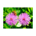 Fine Art Poster — Bee on Pink Mimosa Flowers, Botanical Wall Art Print