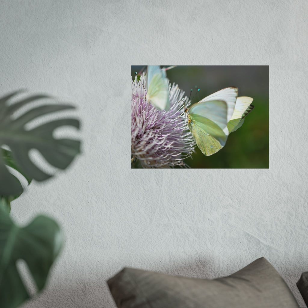 Butterfly Fine Art Poster — Delicate Green Cabbage White on Thistle