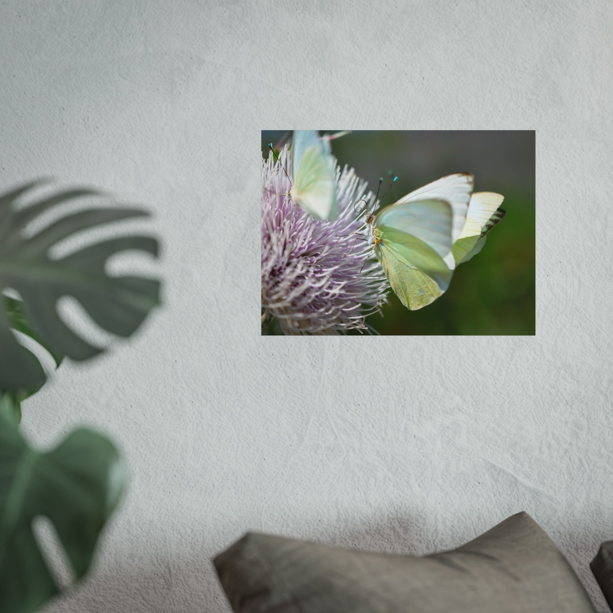 Butterfly Fine Art Poster — Delicate Green Cabbage White on Thistle