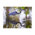 Great Blue Heron Fine Art — Serene Wildlife Photography Wall Art