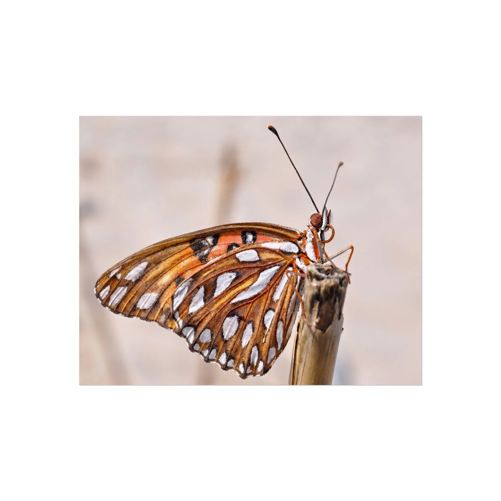 Butterfly Macro Fine Art Poster — Orange Gulf Fritillary Close-Up