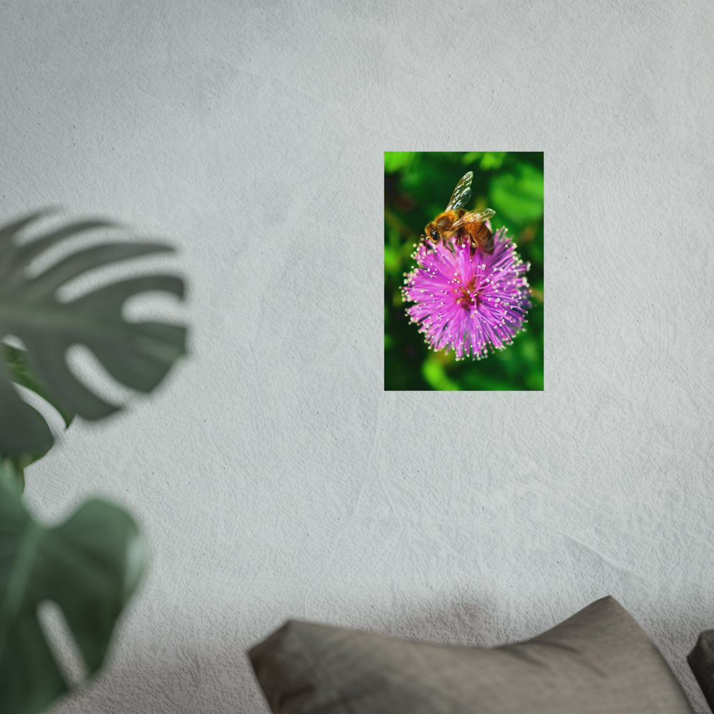 Fine Art Poster — Bee on Pink Mimosa Flower Photography Print