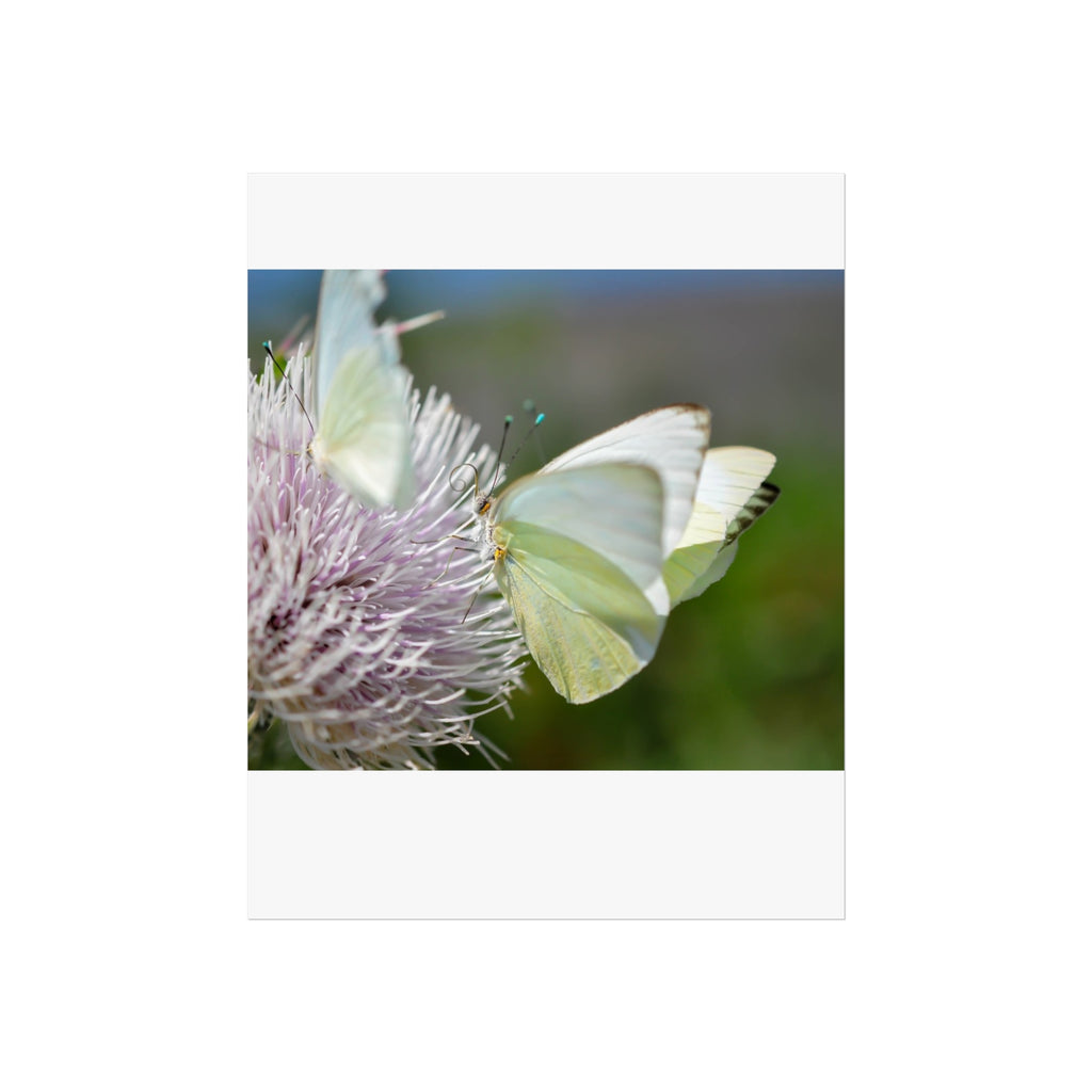 Butterfly Fine Art Poster — Delicate Green Cabbage White on Thistle