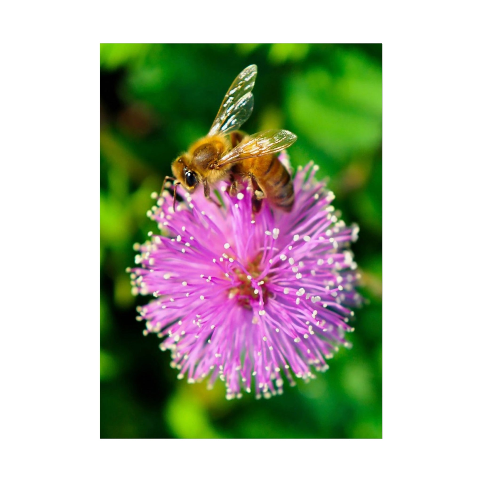 Fine Art Poster — Bee on Pink Mimosa Flower Photography Print