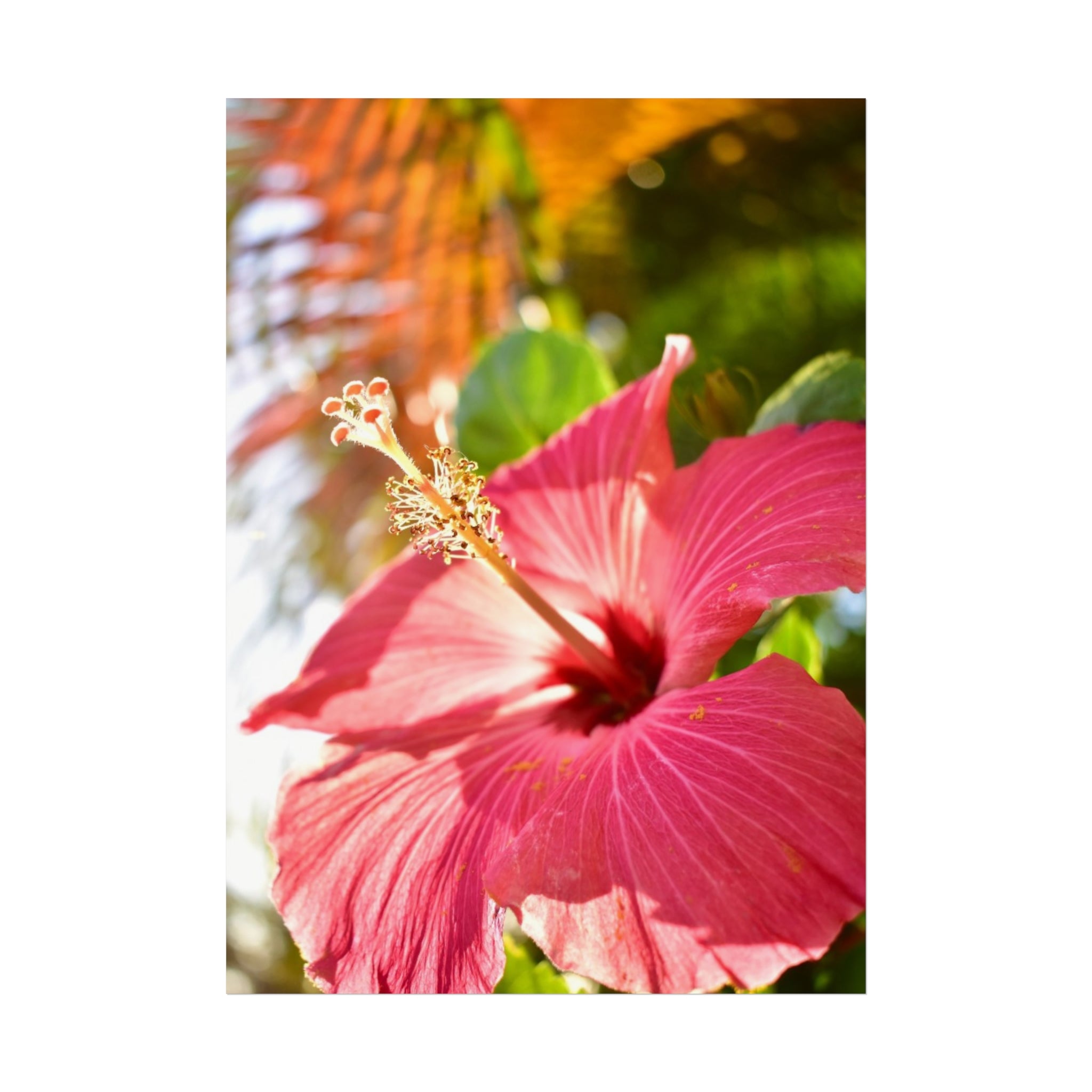 Tropical Flower Hibiscus Fine Art Print