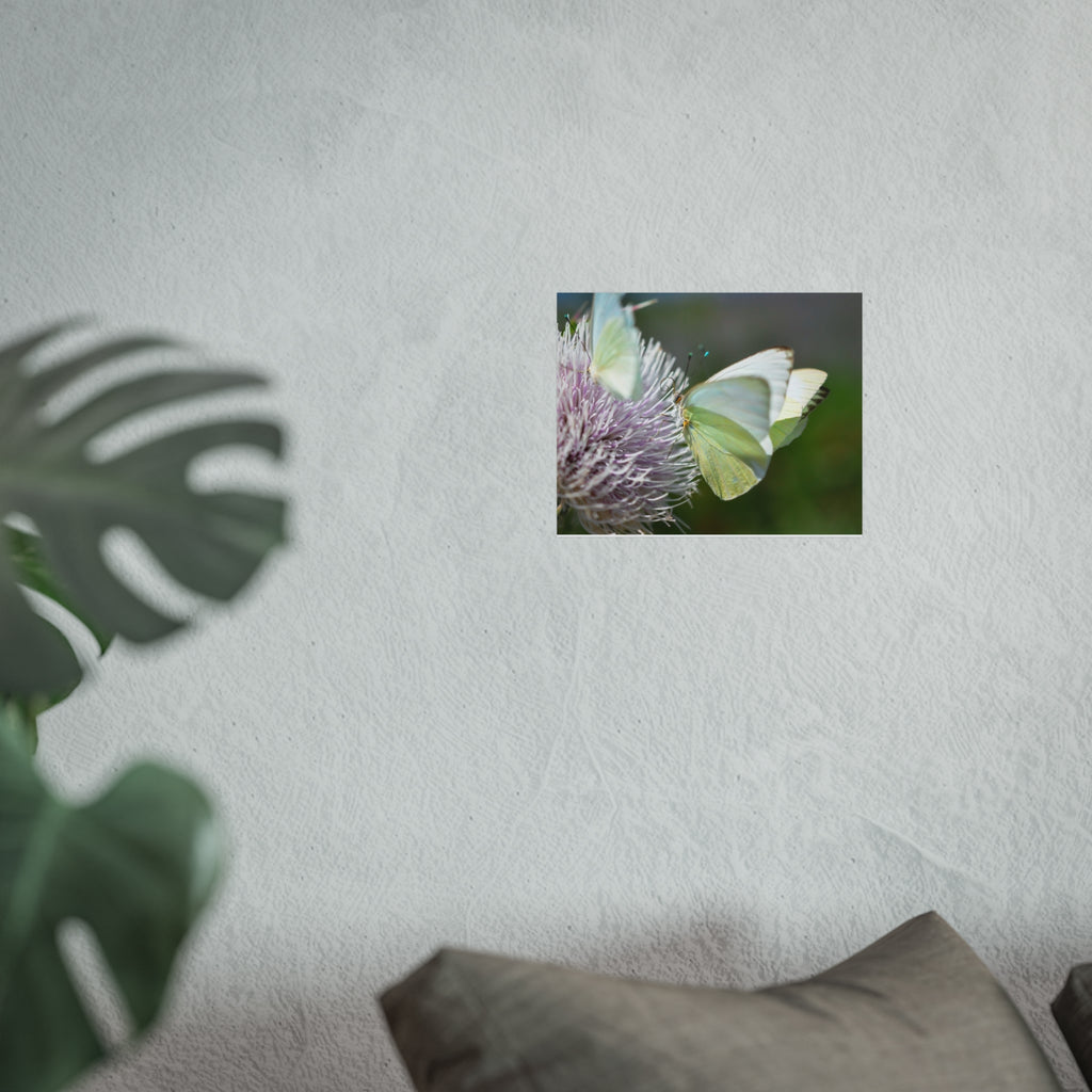 Butterfly Fine Art Poster — Delicate Green Cabbage White on Thistle