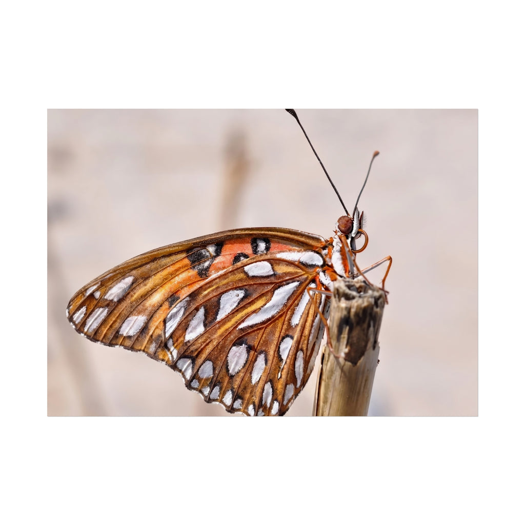 Butterfly Macro Fine Art Poster — Orange Gulf Fritillary Close-Up