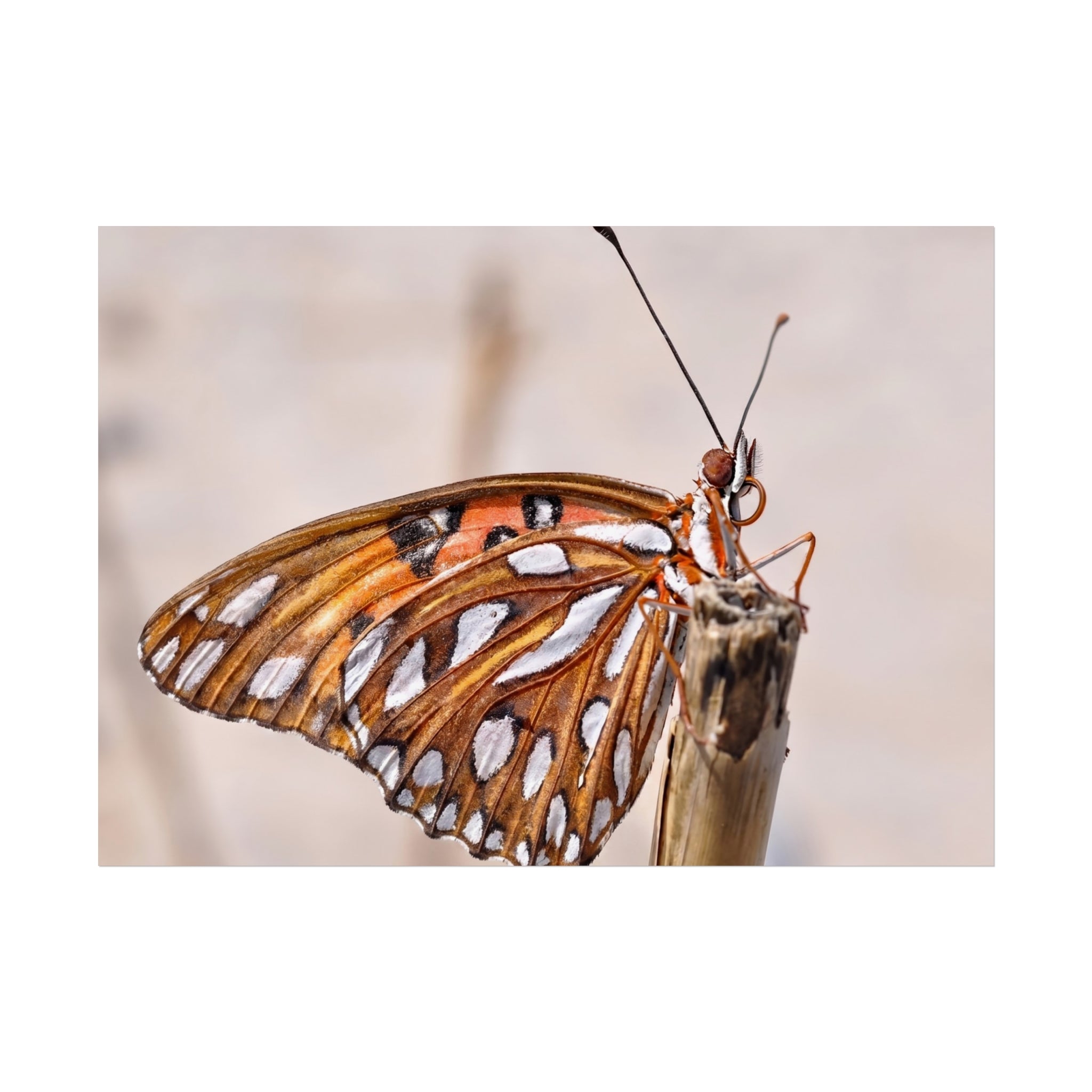 Butterfly Macro Fine Art Poster — Orange Gulf Fritillary Close-Up