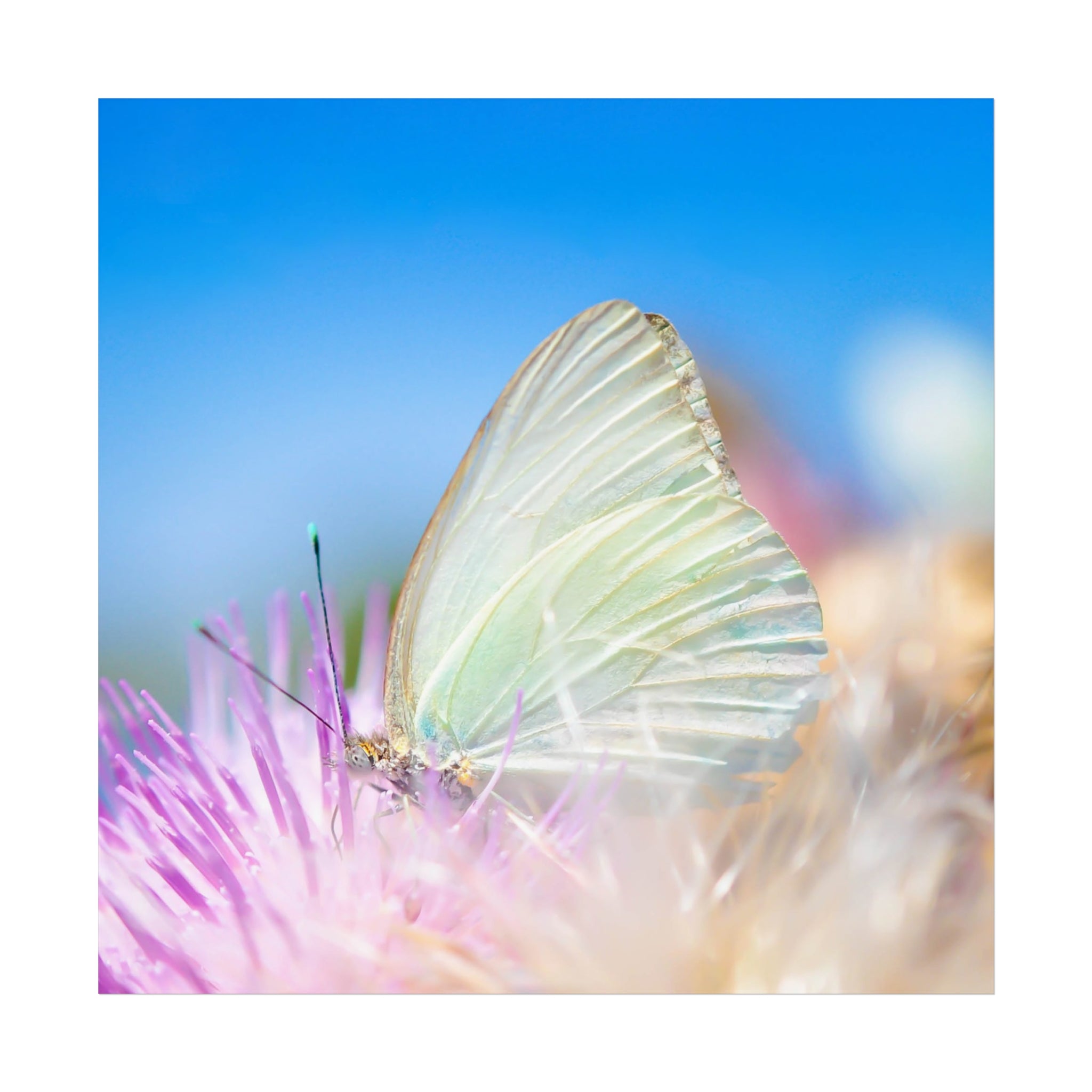 Butterfly Fine Art Poster — Pastel Nature Photography Print