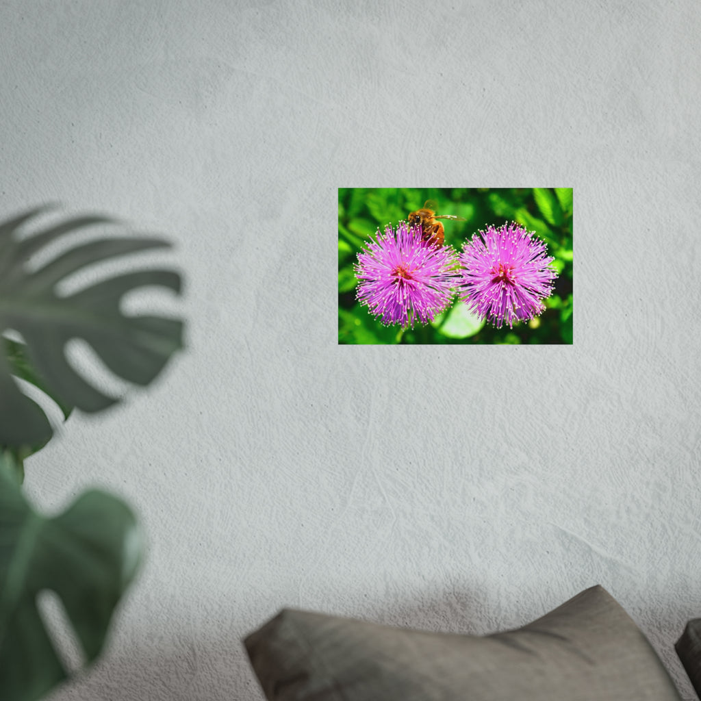 Fine Art Poster — Bee on Pink Mimosa Flowers, Botanical Wall Art Print