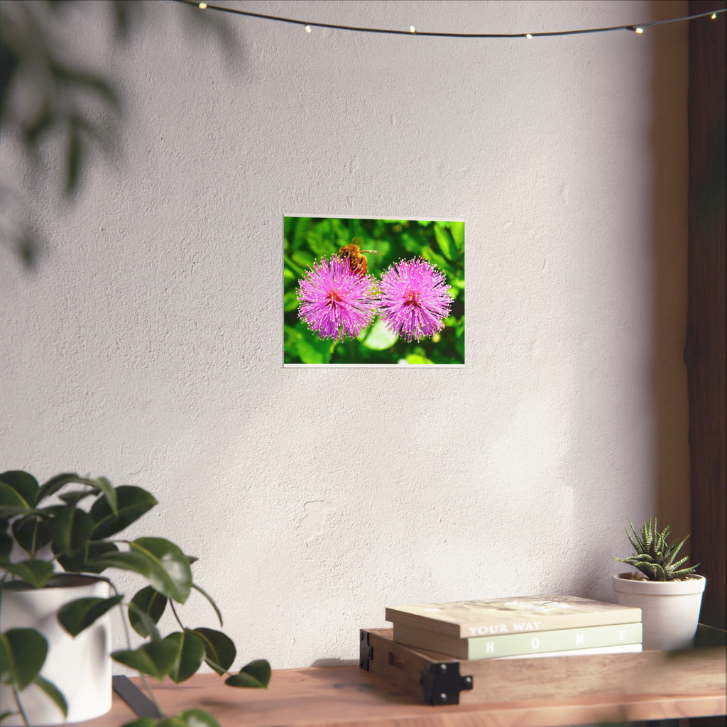 Fine Art Poster — Bee on Pink Mimosa Flowers, Botanical Wall Art Print
