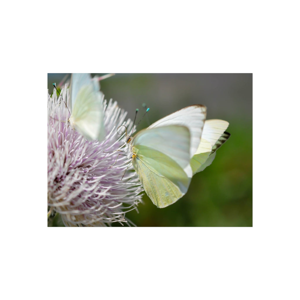 Butterfly Fine Art Poster — Delicate Green Cabbage White on Thistle