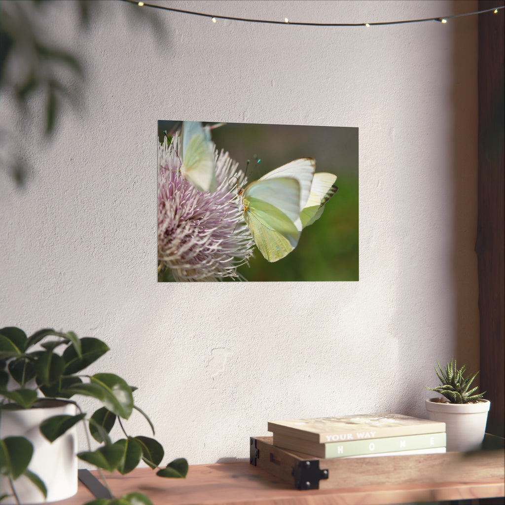 Butterfly Fine Art Poster — Delicate Green Cabbage White on Thistle
