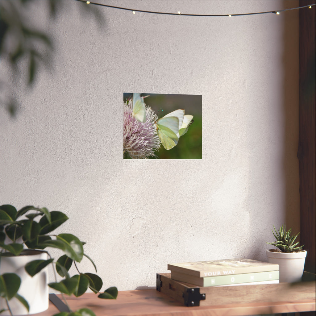 Butterfly Fine Art Poster — Delicate Green Cabbage White on Thistle
