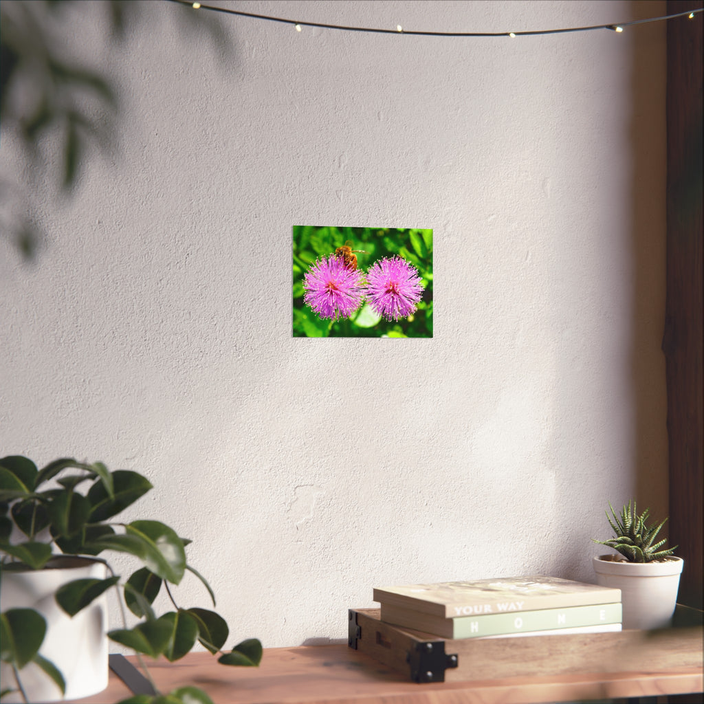 Fine Art Poster — Bee on Pink Mimosa Flowers, Botanical Wall Art Print