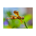 Dragonfly Fine Art Poster — Vibrant Macro Nature Wall Art