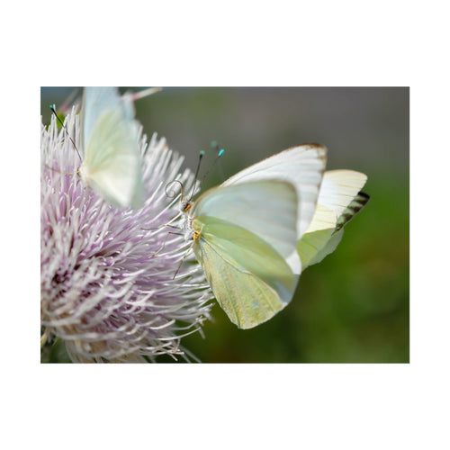 Butterfly Fine Art Poster — Delicate Green Cabbage White on Thistle