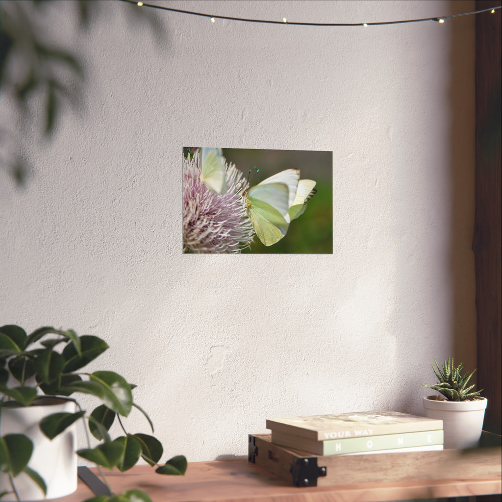 Butterfly Fine Art Poster — Delicate Green Cabbage White on Thistle