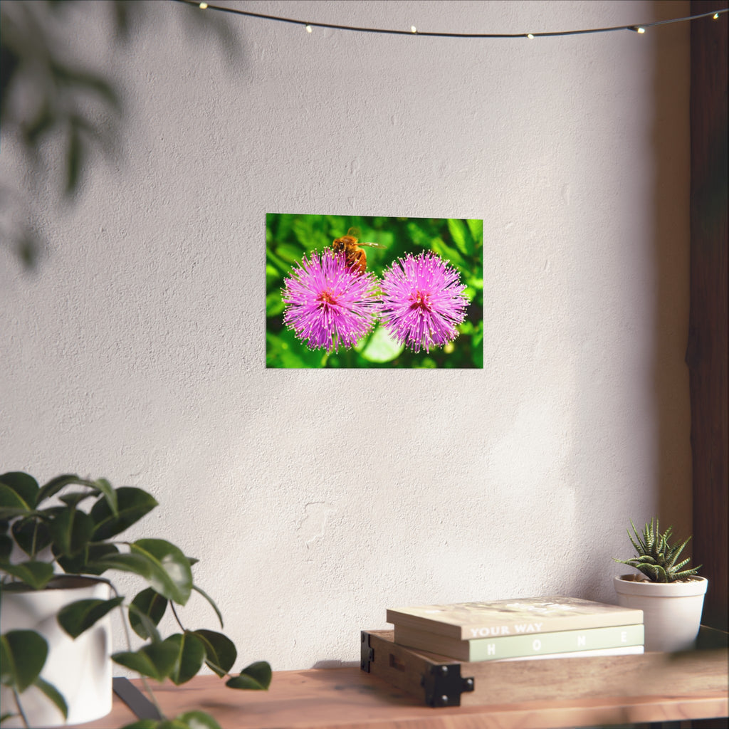 Fine Art Poster — Bee on Pink Mimosa Flowers, Botanical Wall Art Print