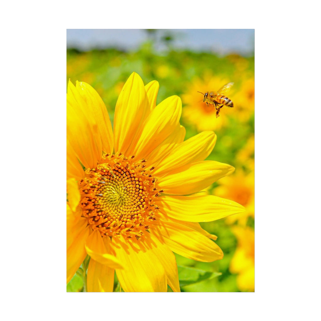 Sunflower & Bee Fine Art Poster — Bright Botanical Wall Art