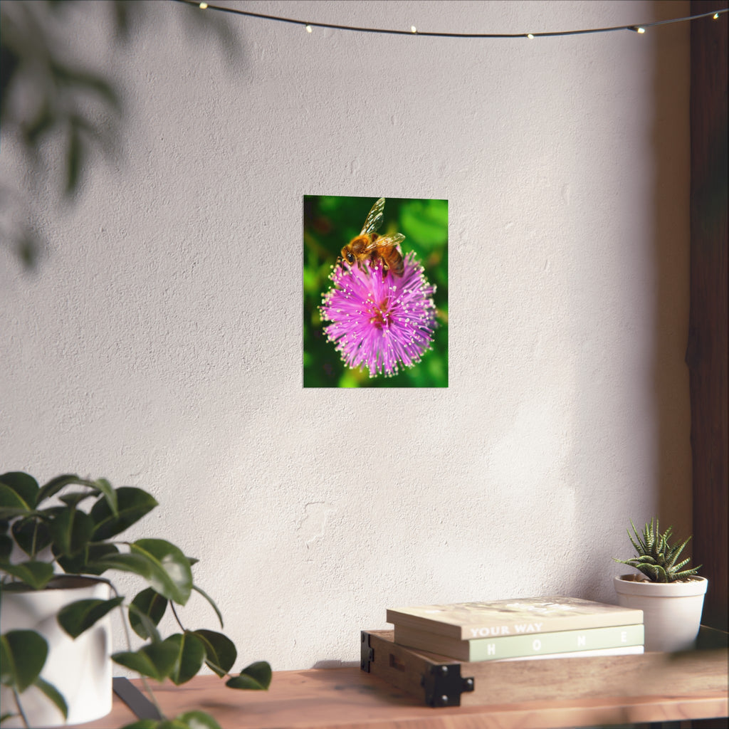 Fine Art Poster — Bee on Pink Mimosa Flower Photography Print