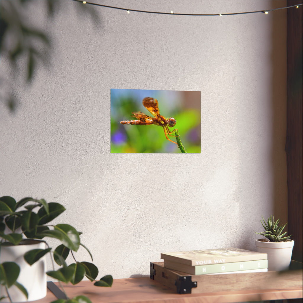 Dragonfly Fine Art Poster — Vibrant Macro Nature Wall Art
