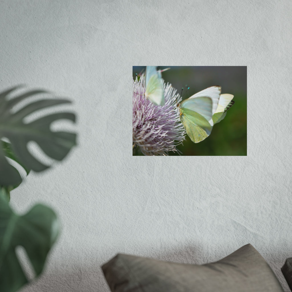 Butterfly Fine Art Poster — Delicate Green Cabbage White on Thistle