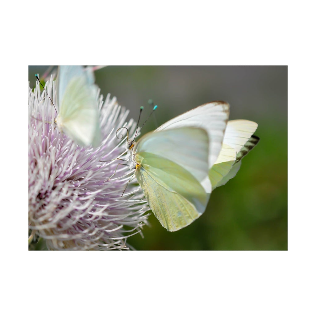Butterfly Fine Art Poster — Delicate Green Cabbage White on Thistle