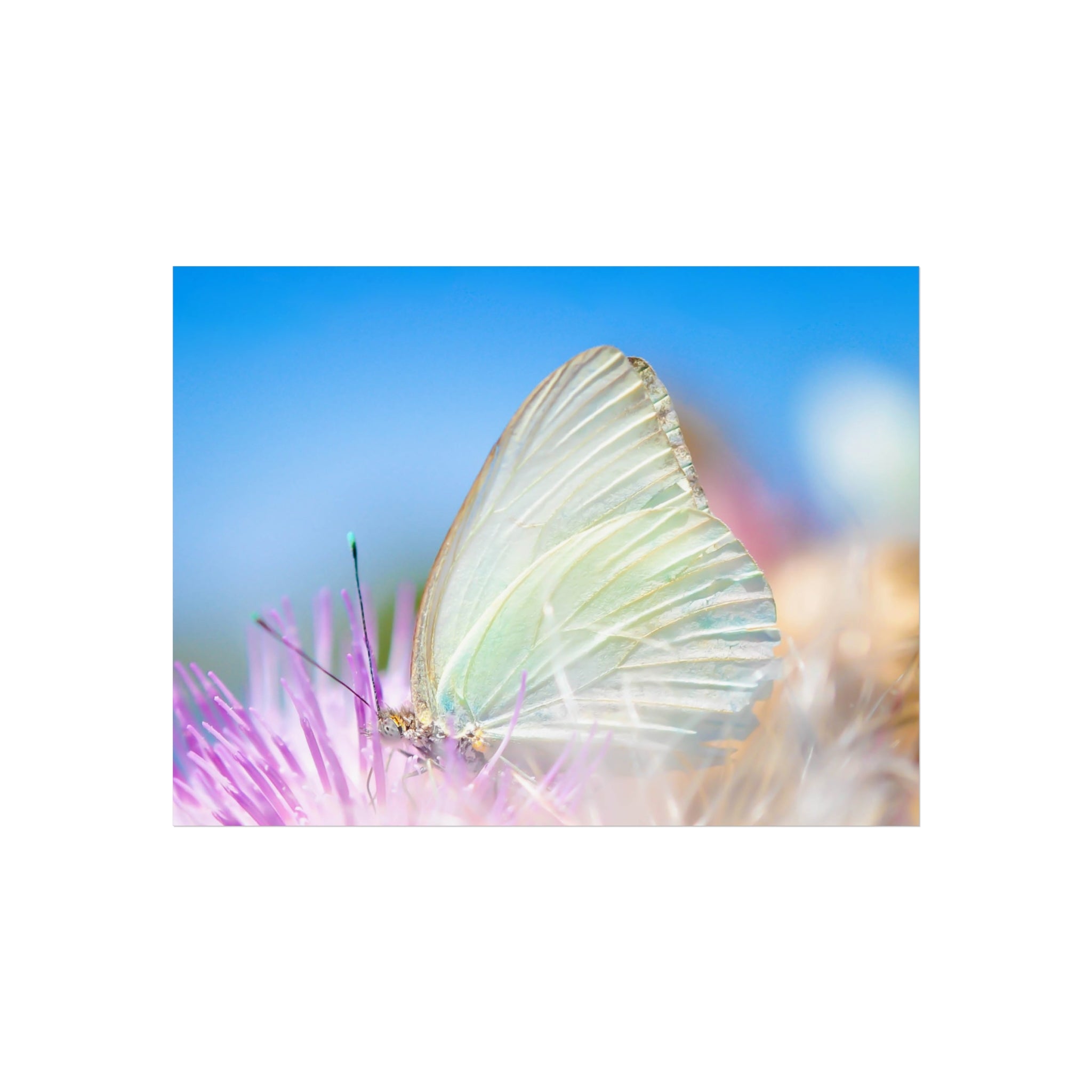 Butterfly Fine Art Poster — Pastel Nature Photography Print