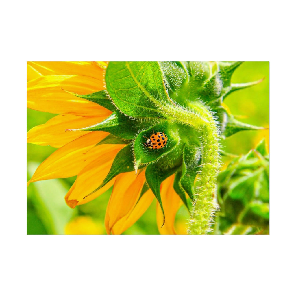 Sunflower & Ladybug Fine Art Poster — Bright Botanical Wall Art
