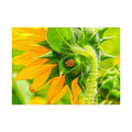 Sunflower & Ladybug Fine Art Poster — Bright Botanical Wall Art