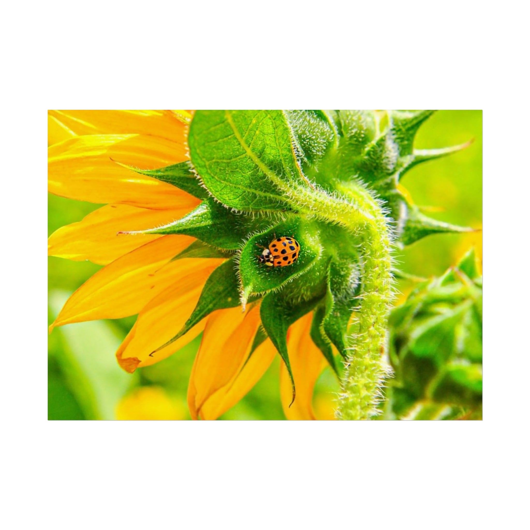 Sunflower & Ladybug Fine Art Poster — Bright Botanical Wall Art