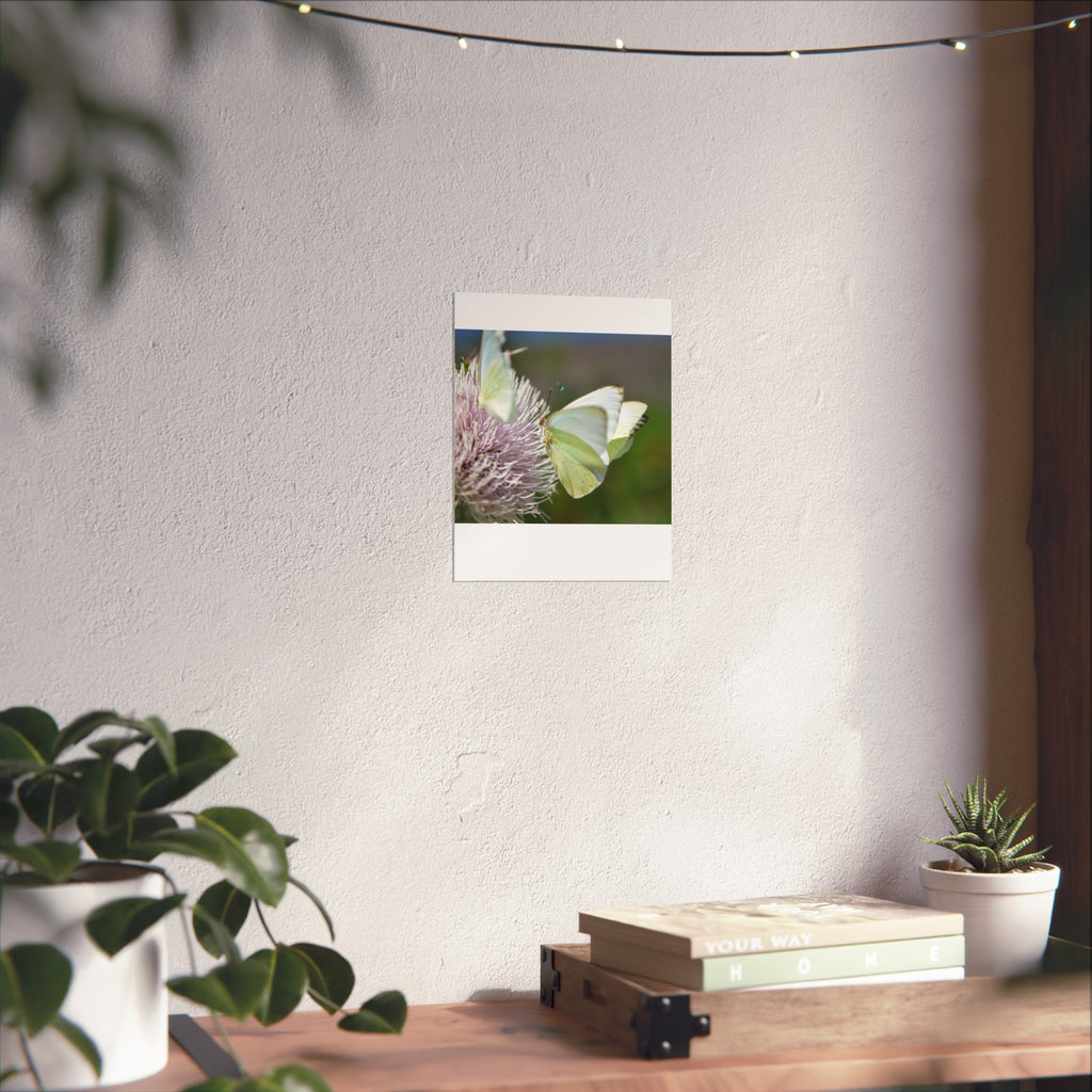Butterfly Fine Art Poster — Delicate Green Cabbage White on Thistle