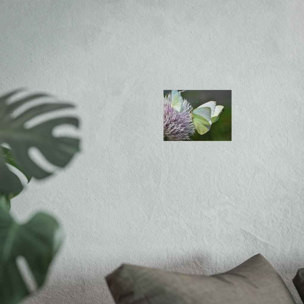 Butterfly Fine Art Poster — Delicate Green Cabbage White on Thistle