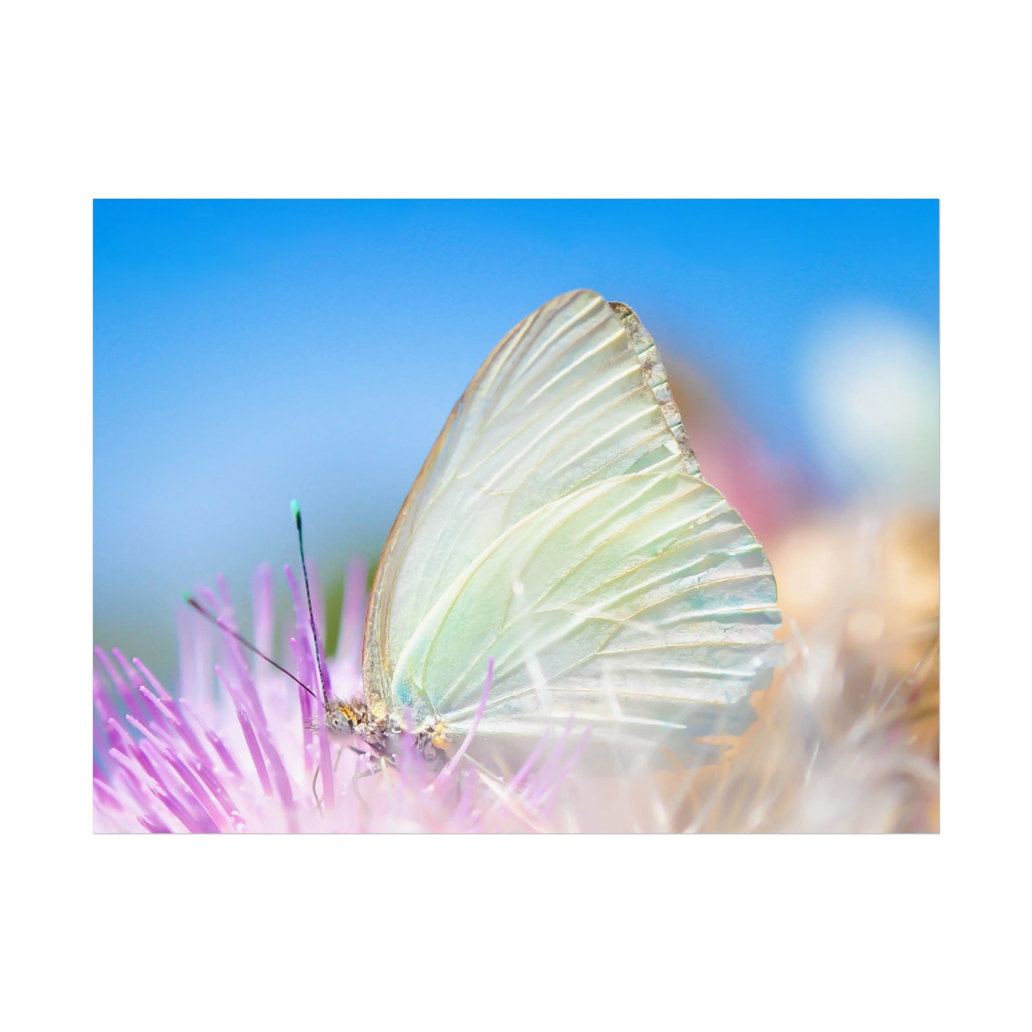 Butterfly Fine Art Poster — Pastel Nature Photography Print