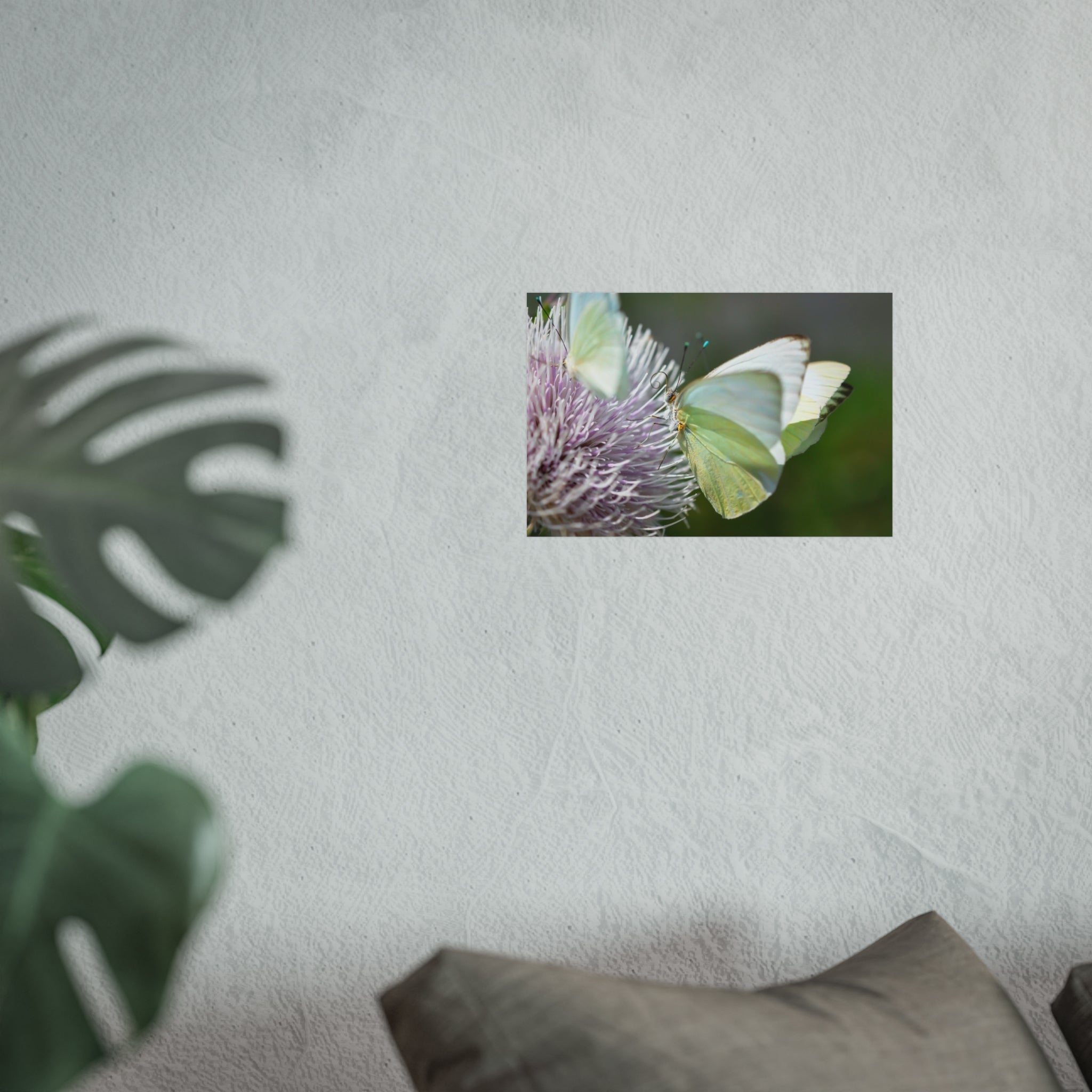 Butterfly Fine Art Poster — Delicate Green Cabbage White on Thistle